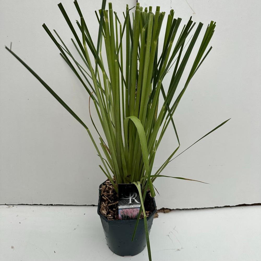 cortaderia