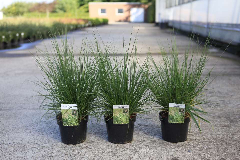 pennisetum