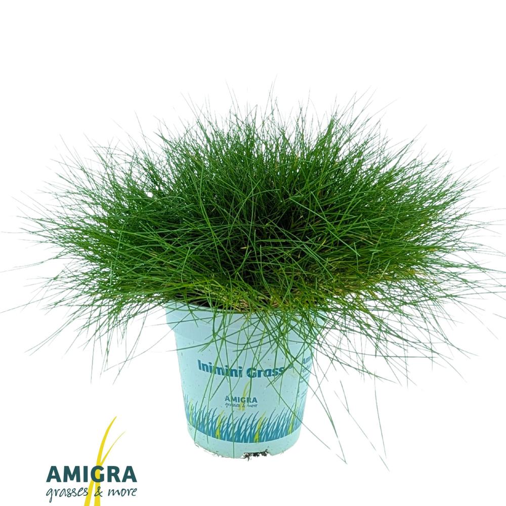 festuca