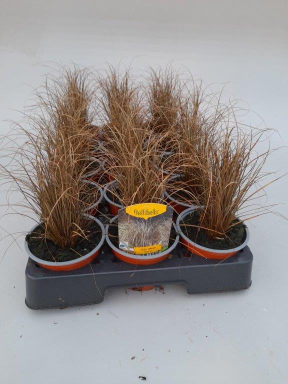 carex