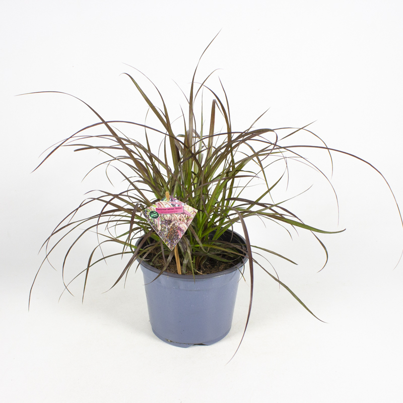 Pennisetum advena chelsea