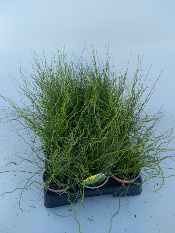 Juncus