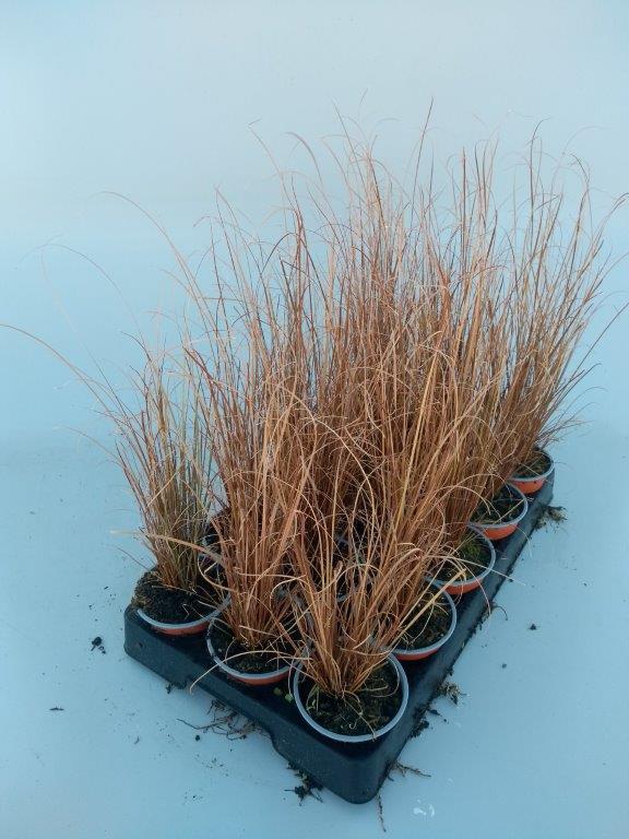 carex