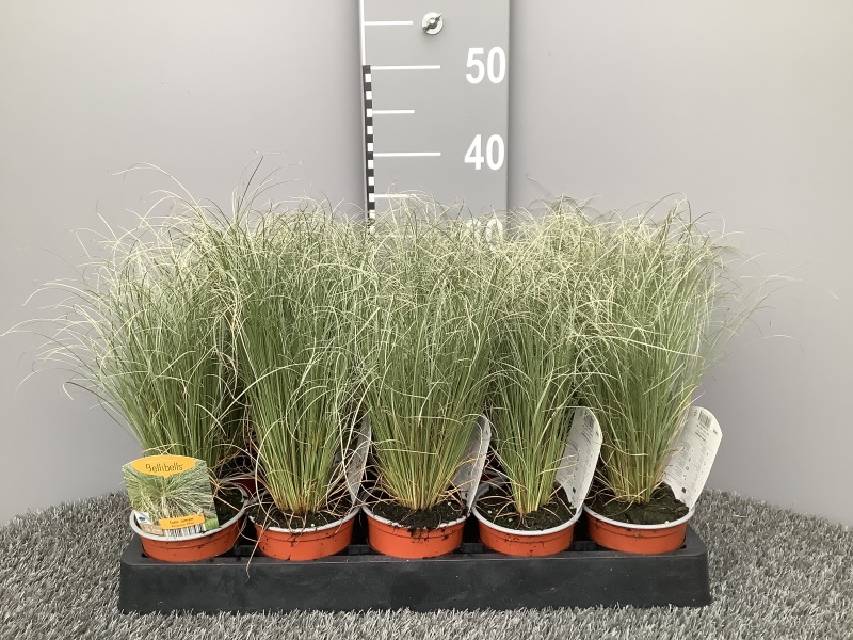carex