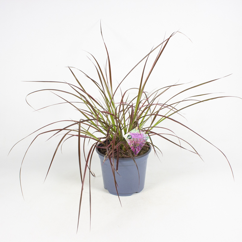 Pennisetum advena fireworks