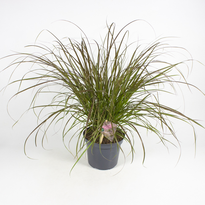 pennisetum advena rubrum