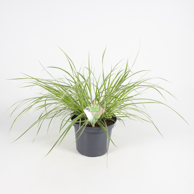 Pennisetum advena sky rocket