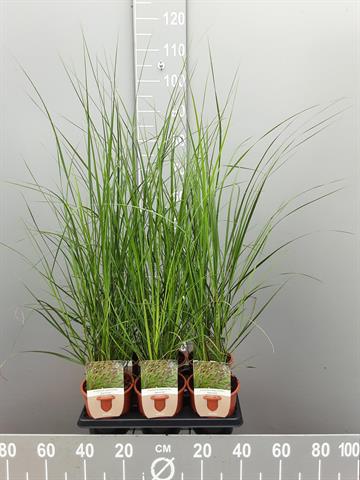 pennisetum