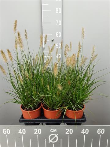 pennisetum