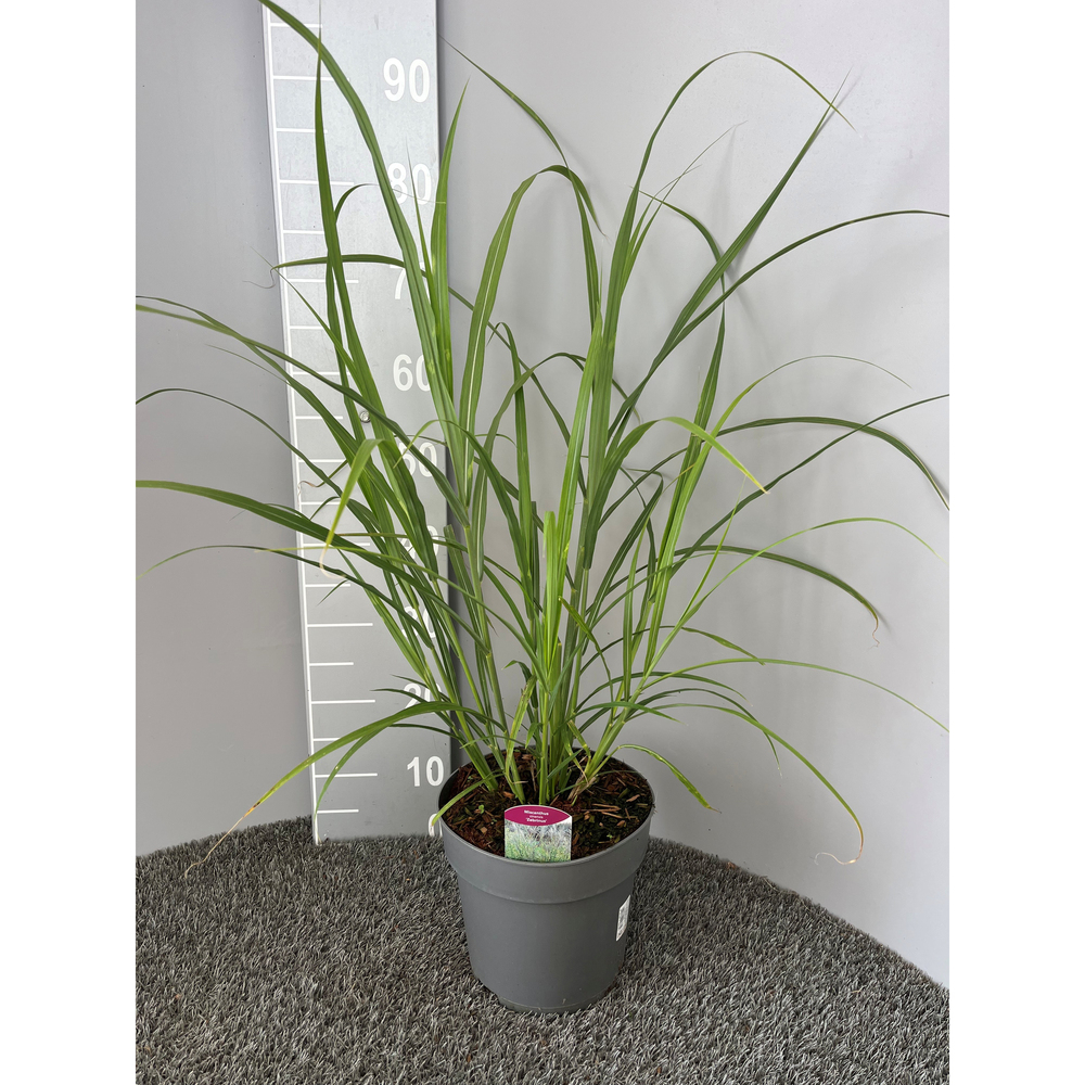 Miscanthus sinensis zebrinus