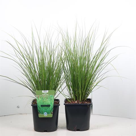 carex