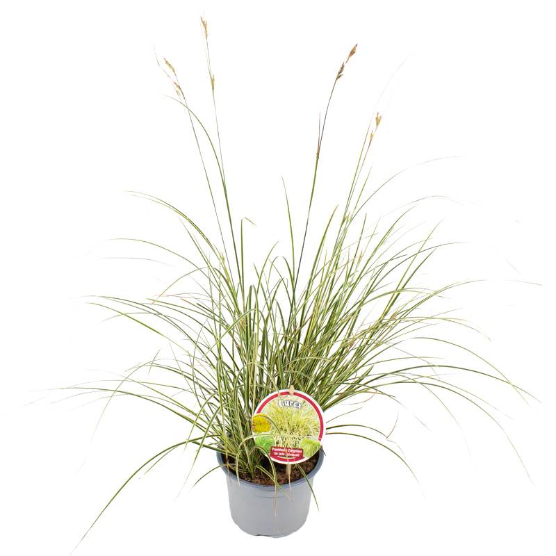 Carex brunnea variegata