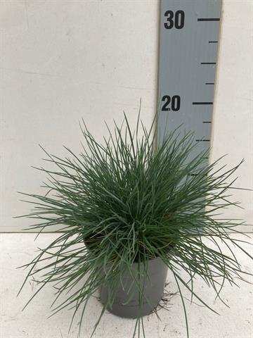 festuca