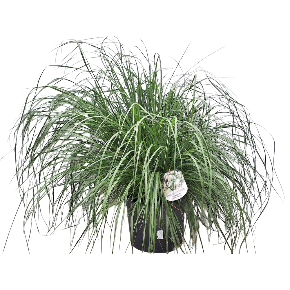 pennisetum alopecuroides hameln