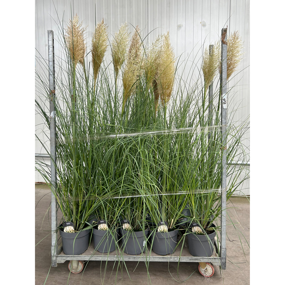 Cortaderia selloana citaro