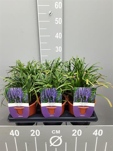 liriope