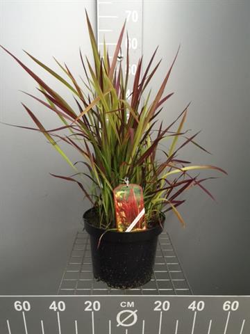 imperata