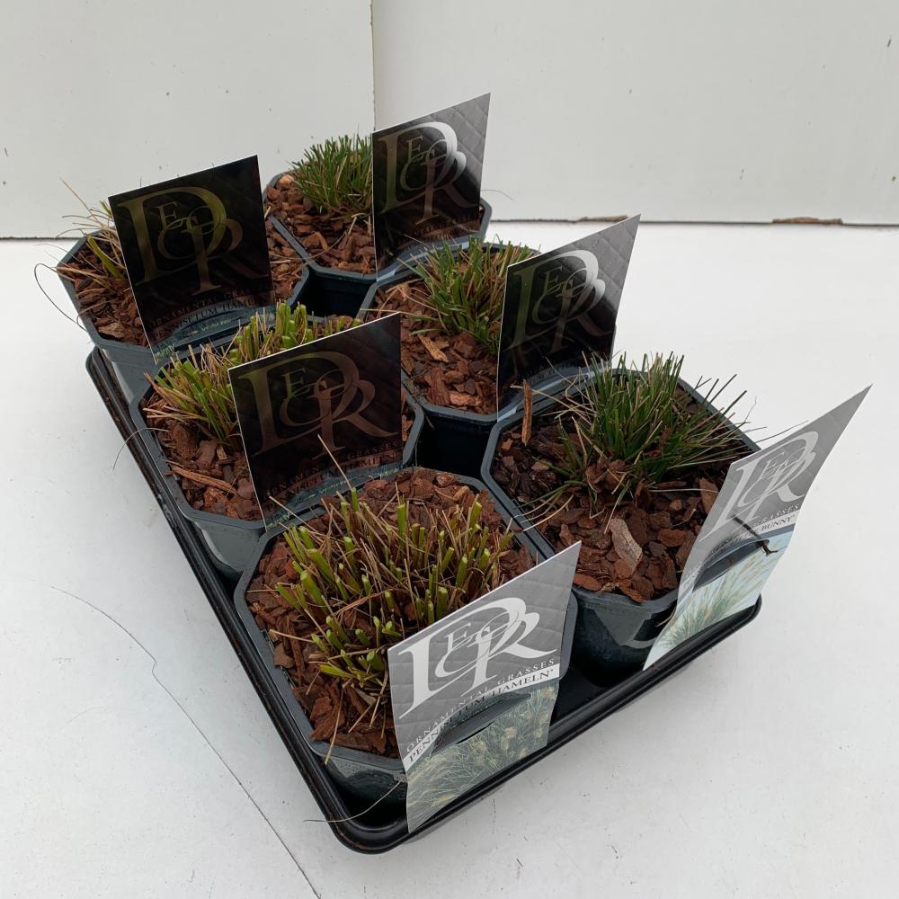 pennisetum