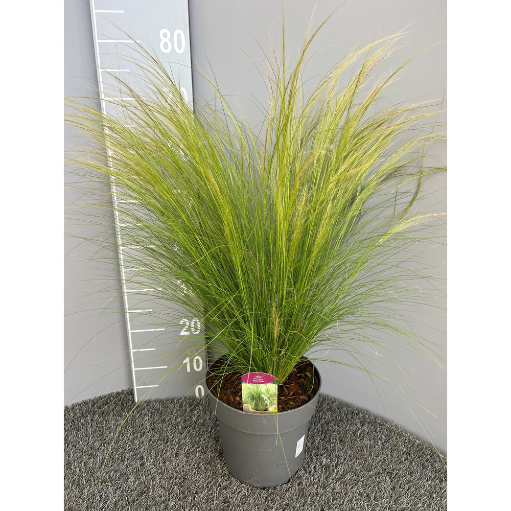 Stipa tenuissima pony tails