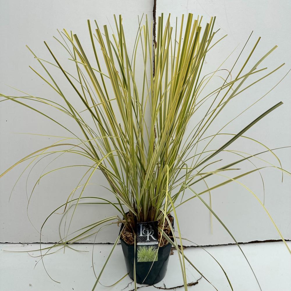 cortaderia