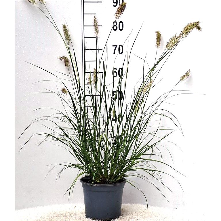 Pennisetum alopecuroides hameln
