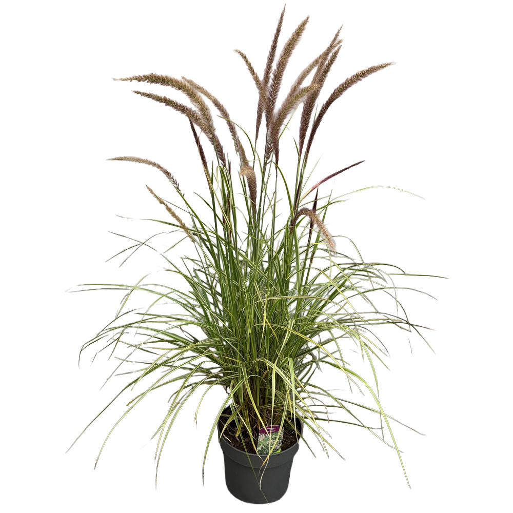 Pennisetum advena sky rocket