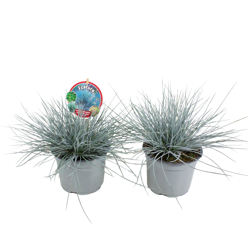 Festuca glauca