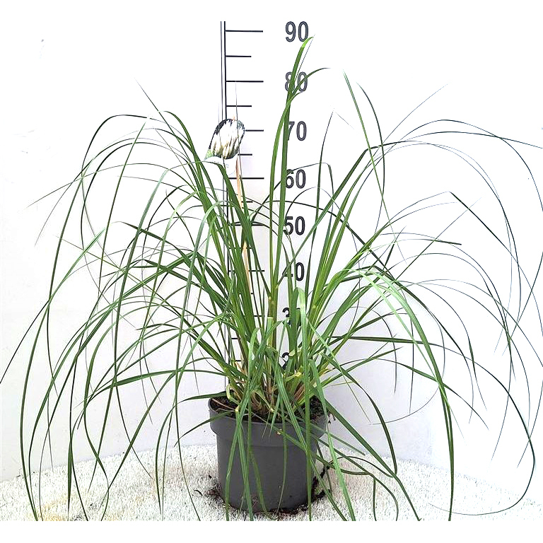 Cortaderia selloana