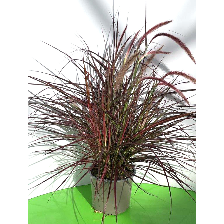 Pennisetum advena fireworks