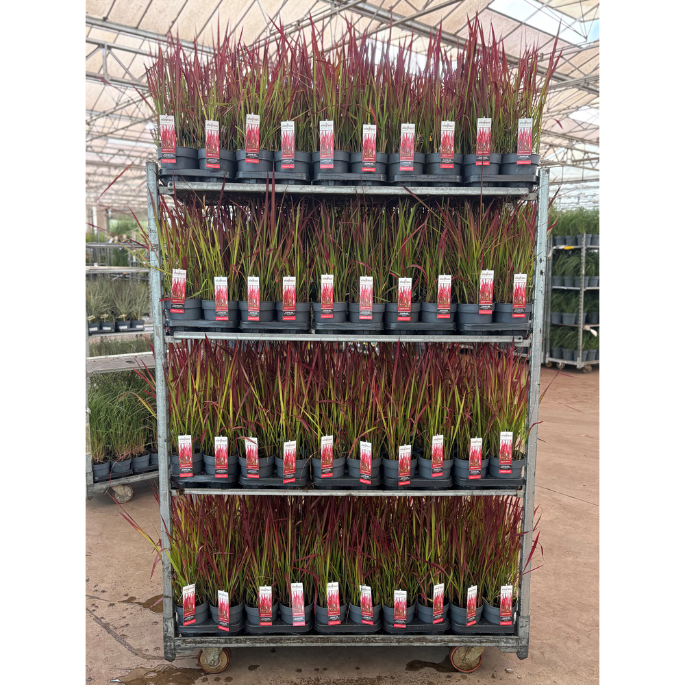 Imperata cylindrica red baron