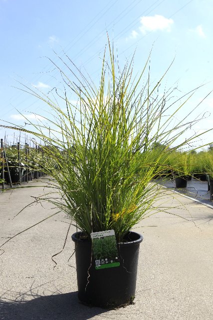 miscanthus