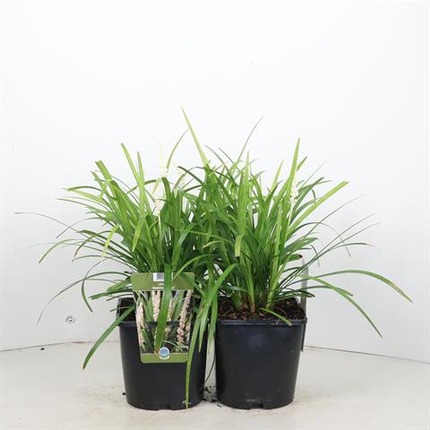 liriope