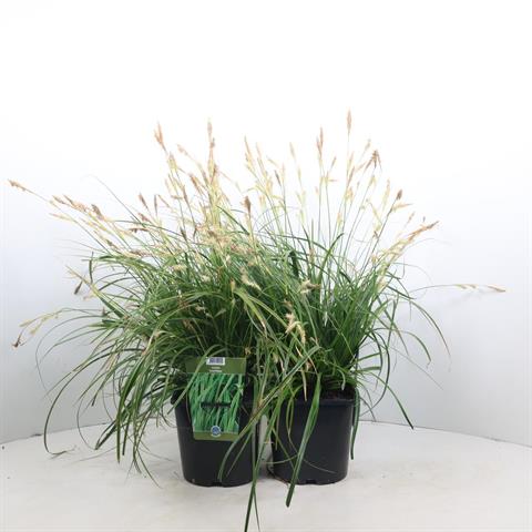 carex