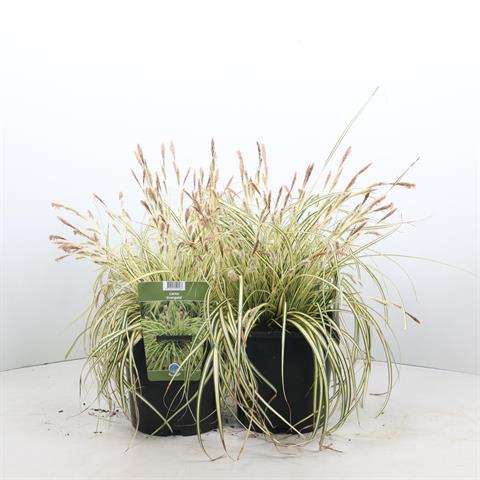 carex
