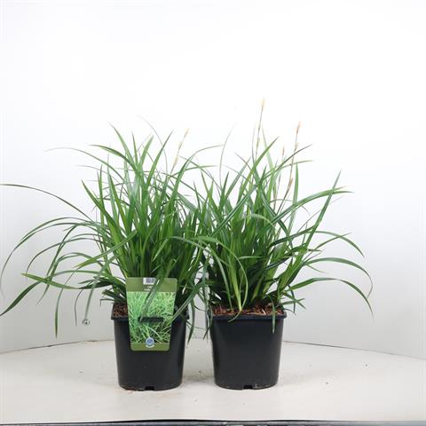 carex