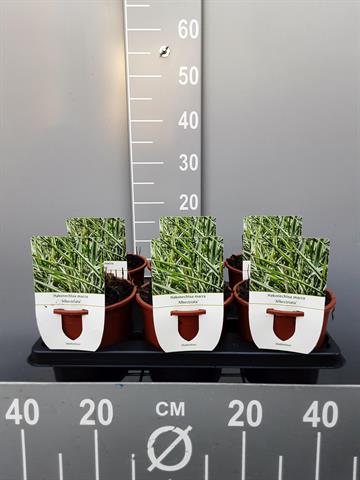Hakonechloa