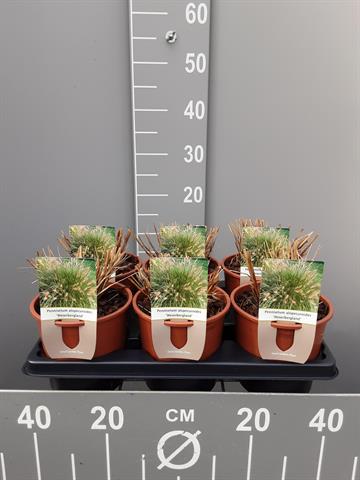 pennisetum