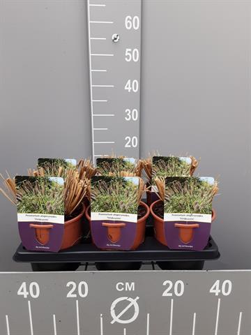 pennisetum