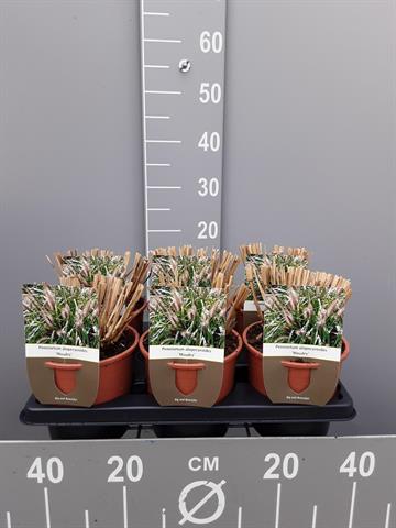 pennisetum