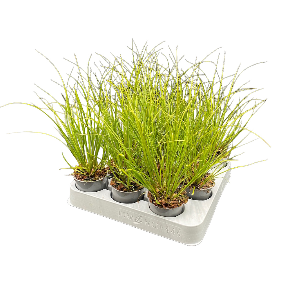 Carex howardii phönix green
