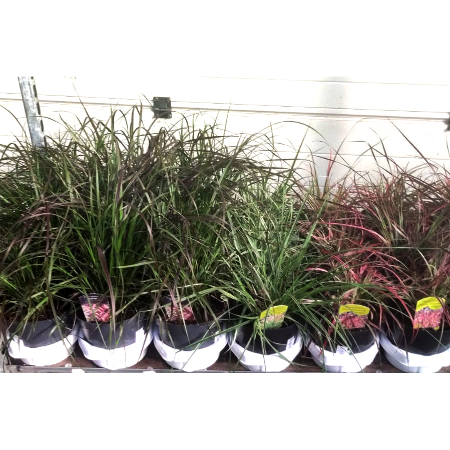Pennisetum advena