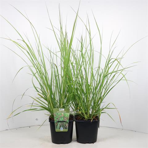 pennisetum