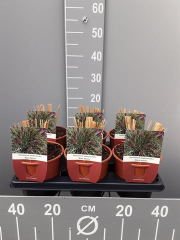 pennisetum