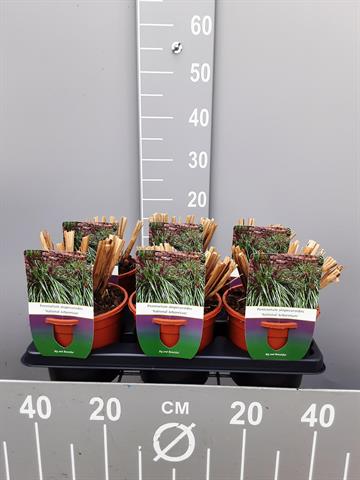 pennisetum