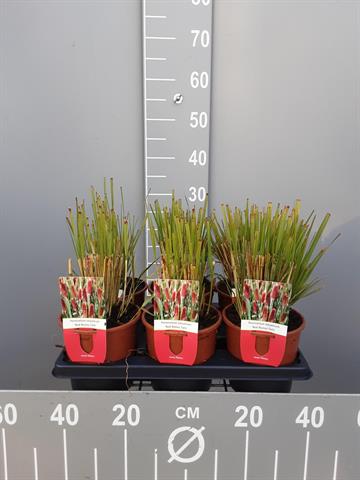 pennisetum