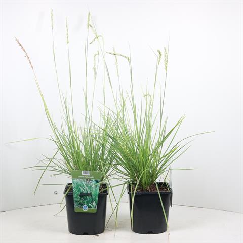 Sesleria