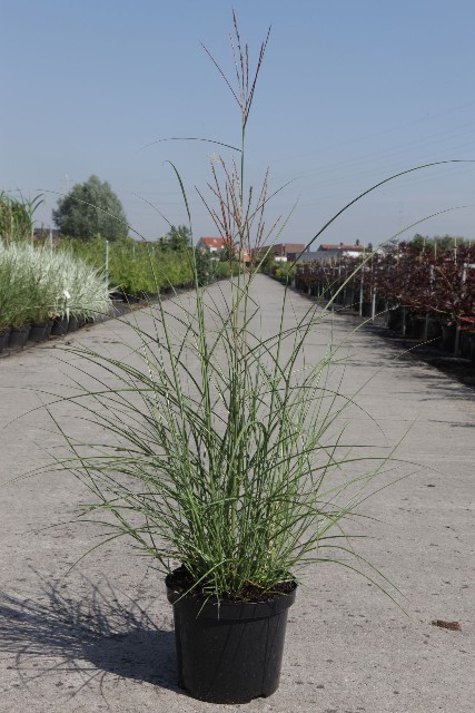 miscanthus
