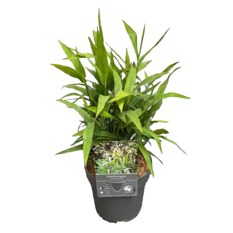 Chasmanthium latifolium