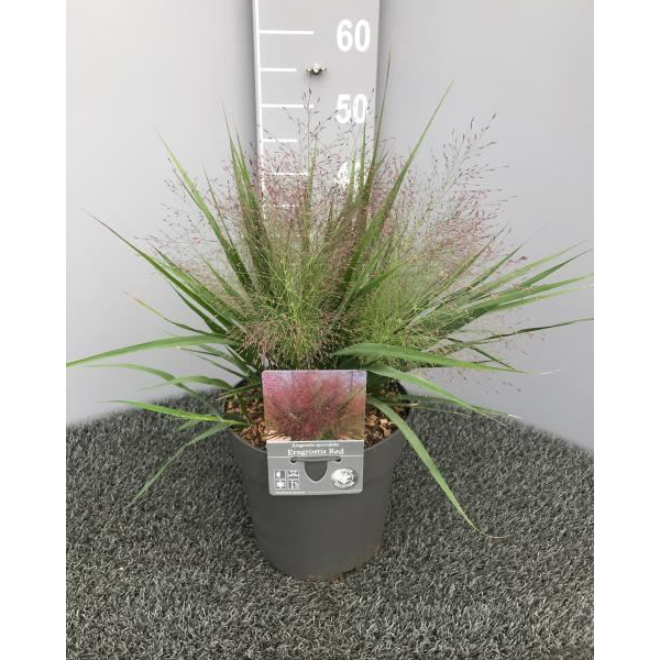 Eragrostis spectabilis red