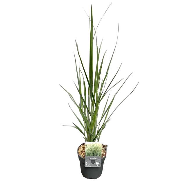 Panicum virgatum northwind